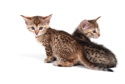 Two purebred tabby kittens sitting on a white isolated background. High quality photo