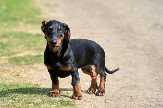 The dachshund dog is standing on a dirt road. High quality photo