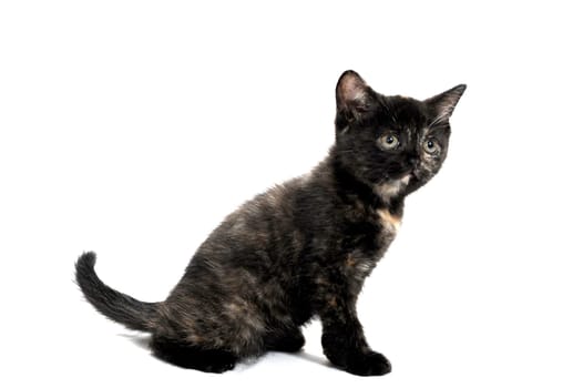 a black spotted purebred kitten sits on a white isolated background. High quality photo