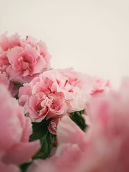 Close up Azalea flowers. Beautiful coral pink Azalia blossoms
