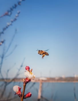 Bee flying to a blooming apricot tree collecting pollen. Honeybee and spring flowers over blue sky background