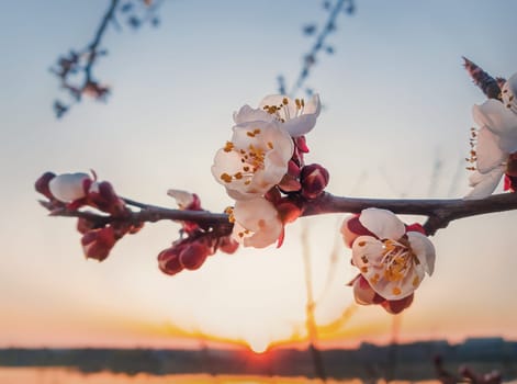 Spring blooming apricot tree. Closeup flower blossoms over sunset sky background