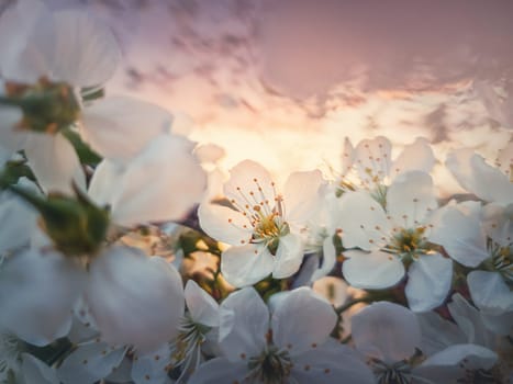 Spring blooming cherry tree. Closeup flower blossoms over sunset background