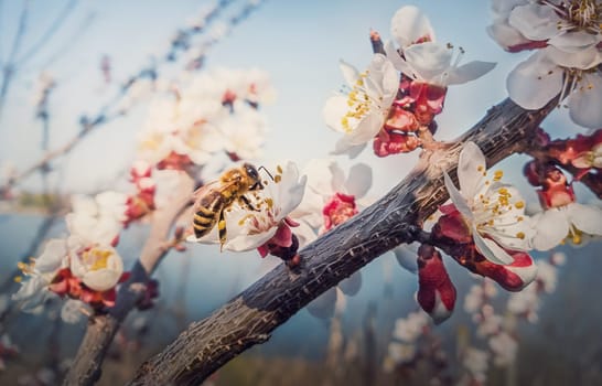 Close up of a diligent honeybee collects nectar from a blooming apricot tree. Little, black and golden bee picks pollen from blossoming fruit flowers. Early spring background, nature awakening