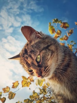 Cat close up view. Cute brown striped kitten over autumn leaves and blue sky background