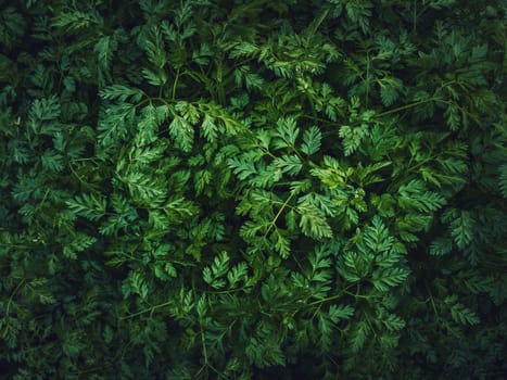 Wild parsley plant or parsnip green leaves texture. Fresh herb sprouts close up. Natural vegetation background, eco and environment concept