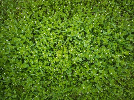 Closeup wild green grass texture with blooming tiny white flowers. Greening plants on a picturesque summer meadow. Different herb and vegetation, natural background