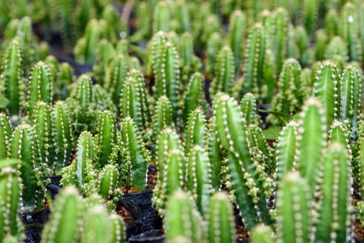 Close up green small Cactaceae or cactus plant in a pot beautiful nature of the exotic desert tree is an ornamental plant