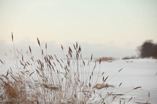 cold wind shakes the dry stalks of reeds,winter lake is frozen covered with white snow