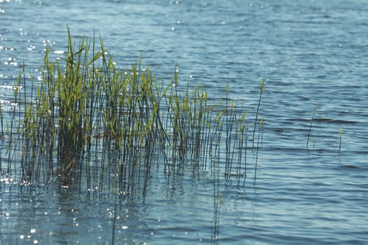 young green reed stalks grown in shallow water lit by the sun's rays