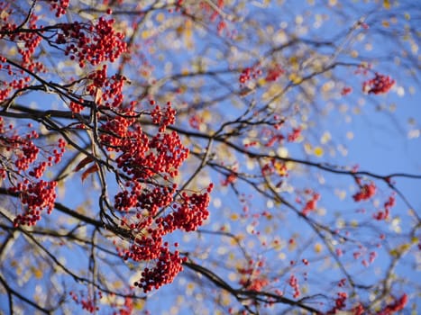 ripe red rowan berries on branches in autumn against a blue sky