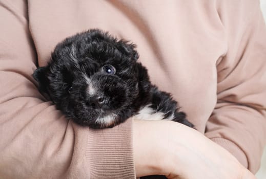 Beautiful black puppy dog in caring female hands.