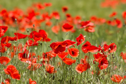 in the meadow - wild poppy flowers - soft focus