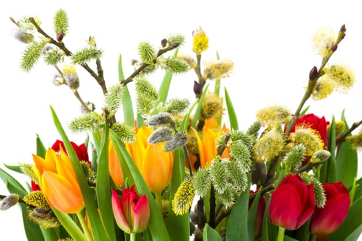 tulips and willow for easter on white background