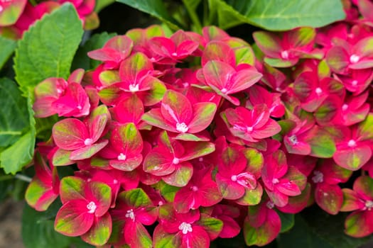 red hortensia flowers - close up