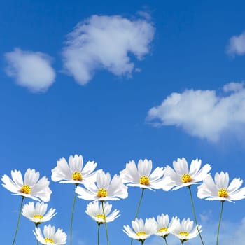 amazing view of blooming Cosmos bipinnatus flowers,beautiful white Cosmos flowers blooming in the garden with blue sky background