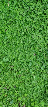 The Texture - fresh green leaves of Lysimachia