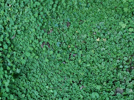 The Texture - fresh green leaves of Lysimachia