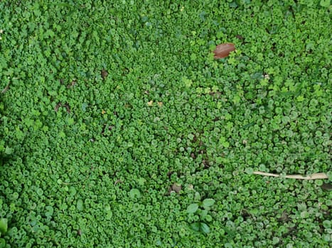 The Texture - fresh green leaves of Lysimachia