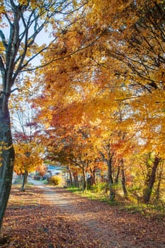 autumn leaves of Karuizawa Cloud Field Pond, Japan