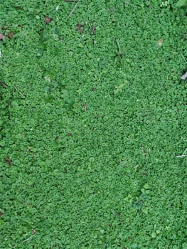 The Texture - fresh green leaves of Lysimachia