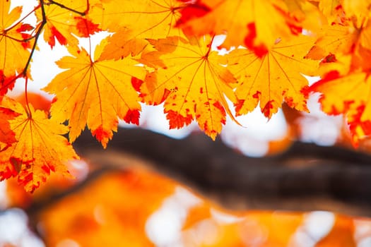 The Maple leaves on sunny beautiful nature autumn background