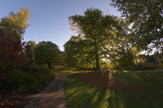 Gentle sun shines through a massive deciduous tree near the Botanical Road Entrance to the sheffield botanical gardens. Super wide angle during autumn