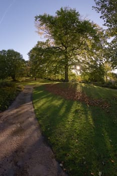 Fish eye perspective of dappled sunlight in the sheffield botanical gardens during autumn season. Wide angle image showing the tree, leaves and path