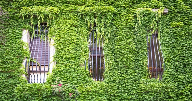MILAN, ITALY - CIRCA AUGUST 2020 - Integration of nature and real estate on this old Italian building