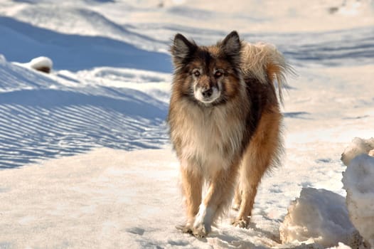 a dog stands on a snowy road on a sunny winter day and looks at the camera. High quality photo