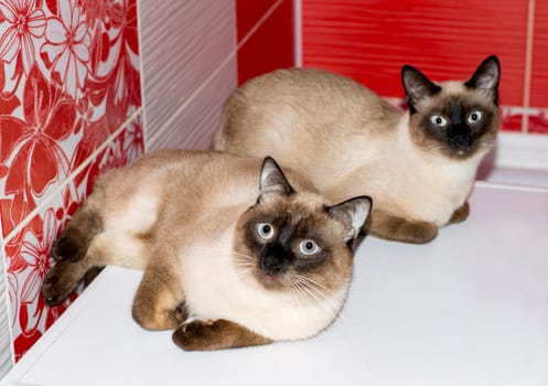 beautiful married couple Thai cat and cat in the bathroom, cats, kittens and cats in the house, pets their photos and their life