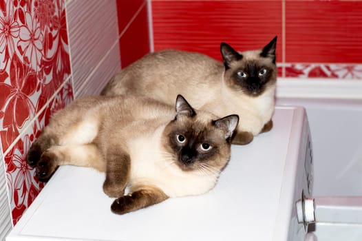 beautiful married couple Thai cat and cat in the bathroom on the washing machine, cats, kittens and cats in the house, pets their photos and their life