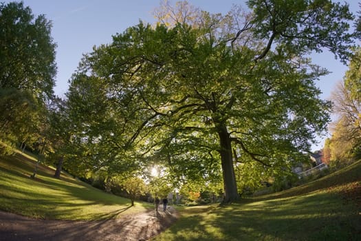 Sheffield, United Kingdom, 21st October, 2021: Huge deciduous tree overhangs a path near botanical road entrance of the sheffield botanical gardens