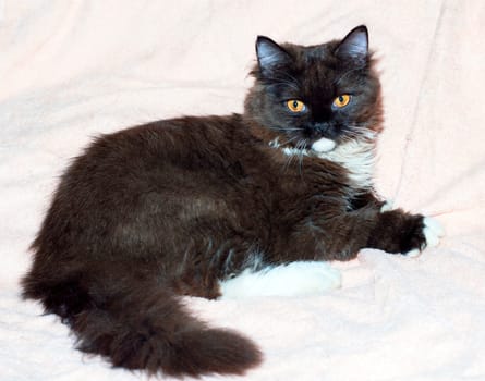 Scottish straight Highland kitten lying on the bed, cats, kittens and cats in the house, pets their photos and their life