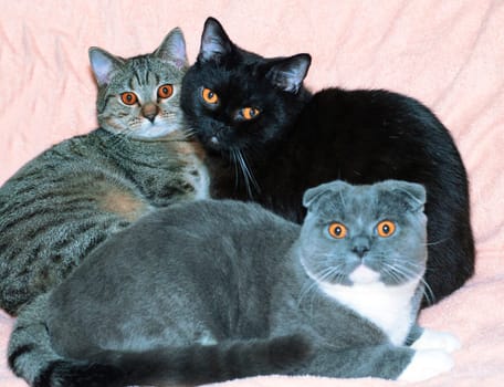 Three Scottish - British cats are lying on the bed, cats, kittens and cats in the house, pets their photos and their lives