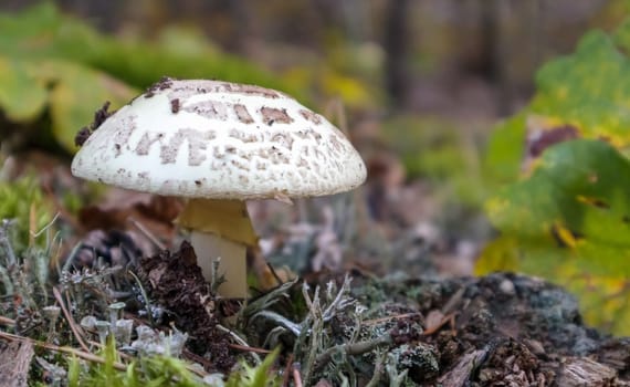Toadstool mushroom white amanita Amanita citrina. A toxic, poisonous and hallucinogenic mushroom in needles and leaves against the background of an autumn forest. Selective focus, blurred background