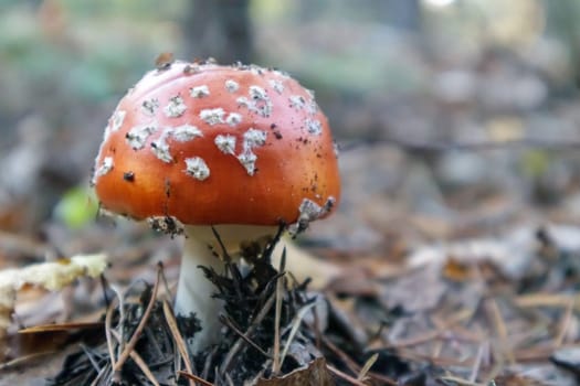 Red fly agaric or toadstool in the grass. Amanita muscaria. Toxic and poisonous mushroom muscimol. The photo was taken against the background of a natural forest. Forest mushrooms