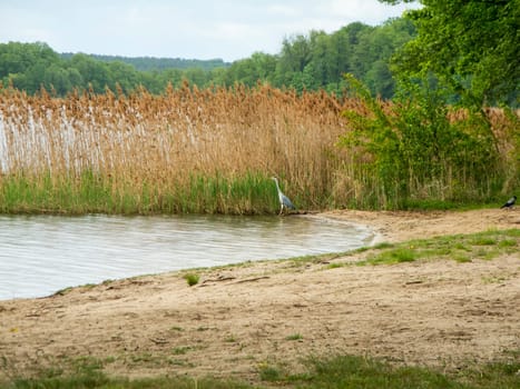 Lakeshore with gray heron (lat: Ardea cinerea) on the narrow reed belt at a small wild bathing area on Storkower See in Brandenburg in May 2021.
