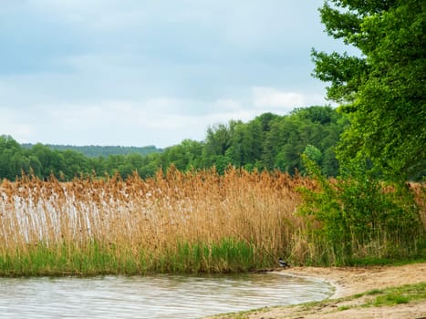 Lakeshore with a narrow reed belt at a small wild bathing area on Storkower See in Brandenburg in May 2021.