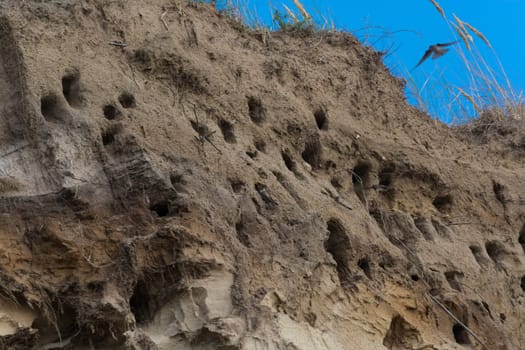 Swallows for swallows on the cliffs of Ahrenshoop city on the Baltic Sea peninsula Darss in Germany in summer.