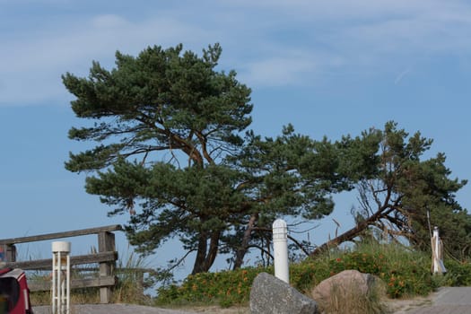 Baltic sea coast. Pine forest on the beach in summer. Wild nature. Wilderness