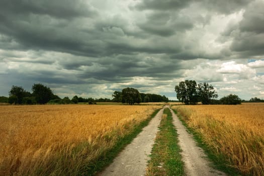 Sand road through the grain fields, Nowiny, Lubelskie, Poland