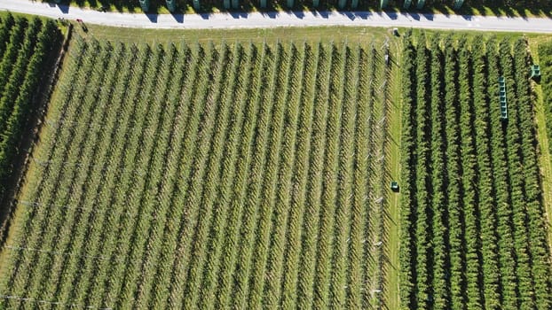 Aerial view with a drone of an apple orchard in Vinschgau South Tyrol. Orchard in Italy