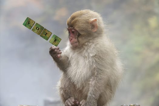 The 3d rendering of monkey hold a dice with vote wording