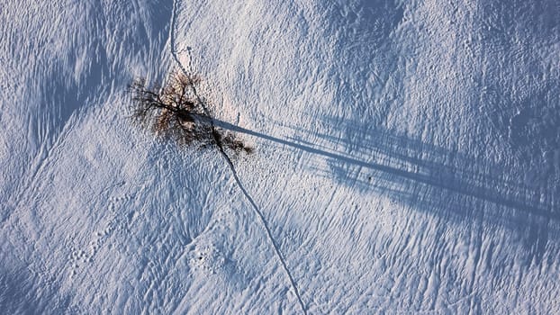 Aerial drone shot of single tree in winter in snow