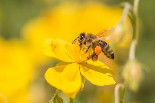 Closeup of insect in its ecosystem environment. Animal is flying to flowers busy working collect nectar. Important species protection.