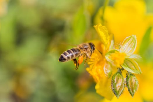 Animal flying to pollination. Important insect for environment ecology ecosystem. Awareness of nature climate change sustainability.