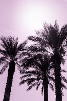 Sun light shines through leaves of palm. Beautiful wanderlust travel journey symbol for vacation trip to southern holiday dream island