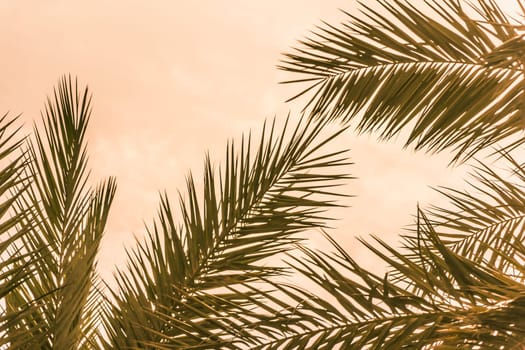 Sun light shines through leaves of palm. Beautiful wanderlust travel journey symbol for vacation trip to southern holiday dream island