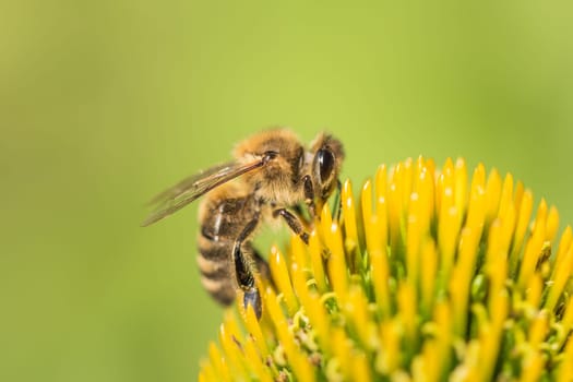 Animal sitting for pollination. Important insect for environment ecology ecosystem. Awareness of nature climate change sustainability.
